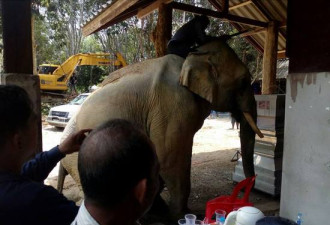 象主人遇难 大象挣脱缰绳在灵柩前流泪跪拜