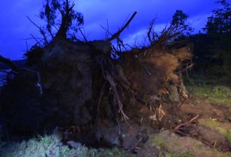 Muskoka度假区现龙卷风，树倒屋毁大面积断电