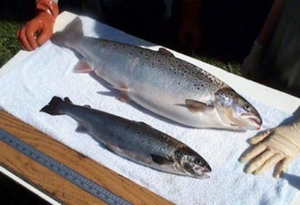 人类首批转基因三文鱼在加拿大上市，不贴标签