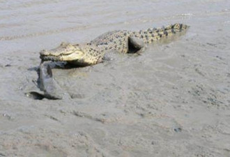 鳄鱼海边捕食 没想到等来这货 头次吃