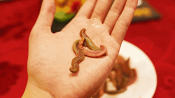 这种价格不菲的海鲜，广东人见了都瑟瑟发抖！