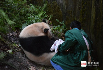 全球首例混血熊猫仔诞生:提高遗传多样性