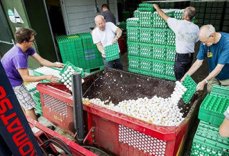 欧洲毒鸡蛋蔓延至10个国家 比利时指控荷兰瞒报