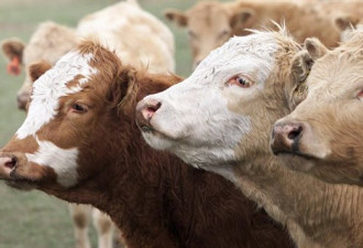日本提升牛肉进口关税，加拿大牛肉业不高兴