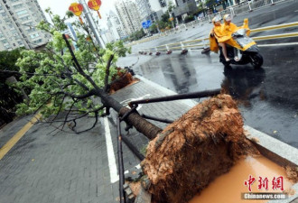 台风“纳沙”登陆福州威力大 树木被连根拔起