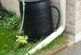 养花种草系列125：接水桶 Rain Barrel