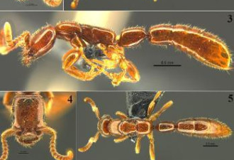 桂林发现珍稀古老物种雄王声猛蚁 堪称活化石