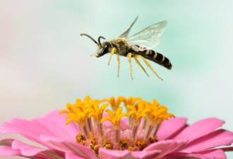 台湾一女子左眼飞入四只蜜蜂，取出时仍活着