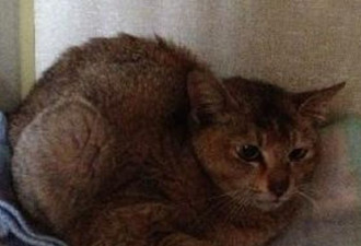 25天不吃不喝：一只猫从中国成功偷渡加拿大