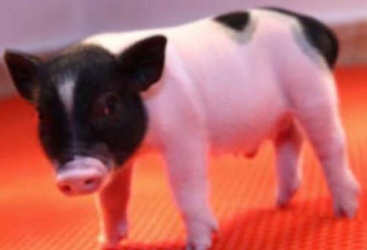 世界首批器官移植无毒活猪诞生 可用于人体