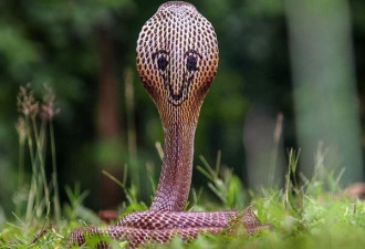 印度眼镜蛇背部长奇特斑纹 好似“咧嘴笑”