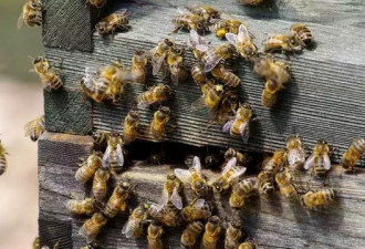 男子在自家被数百蜜蜂围攻 疯狂蜇咬致死 只因