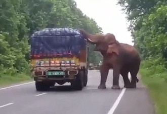 大象高速上拦下货车，竟是为了这个...