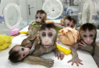 中国科学家首次在猴中转入人脑基因 猩球崛起？