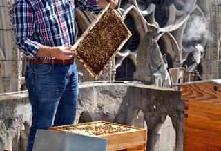 巴黎圣母院18000蜜蜂生死未卜 养蜂人焦急等待