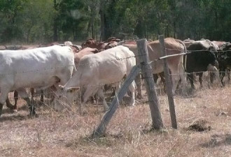 澳农民被盗200头牛，警方：不明白窃贼的动机
