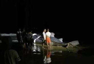 海南渔民宰杀鲸鲨出售 拖上岸时还活着