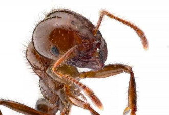 澳拨款杀蚂蚁 被咬或致命 全球入侵最严重物种