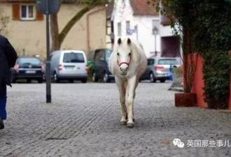 一匹白马在街头翩然行走 背后是一篇爱情故事