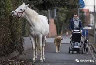 一匹白马在街头翩然行走 背后是一篇爱情故事
