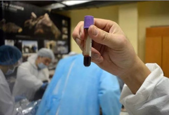 4.2万年前小马驹血液流动，科学家：有望复活