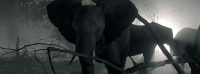 他从枪口救下7头大象，如今21头大象为他送葬