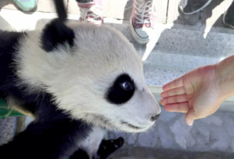 熊猫会碰瓷 大学生偷摸大熊猫惹众怒后其母回应