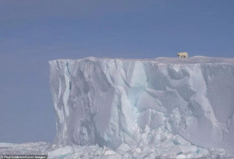 母爱之大！加拿大这只北极熊让人动容