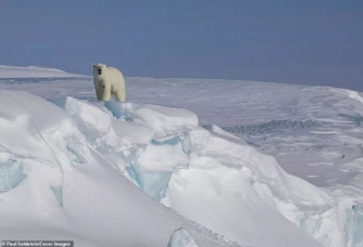 母爱之大！加拿大这只北极熊让人动容