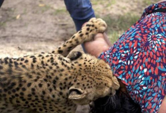 女子突然被猎豹撕咬 丈夫竟还拍照留念