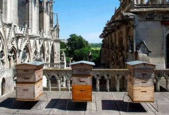 18万只蜜蜂躲过大火 巴黎为何在古建屋顶养蜂？