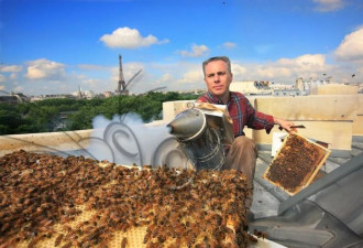 18万只蜜蜂躲过大火 巴黎为何在古建屋顶养蜂？