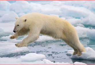 北极熊随浮冰南巡700公里 只能这样回家