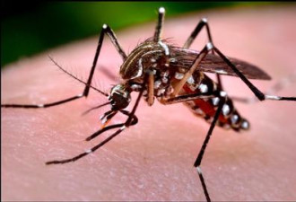 安省发现能传播寨卡病毒蚊子