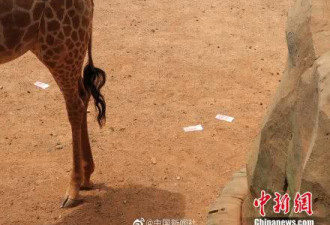 云南野生动物园游客给长颈鹿&quot;投喂&quot;近万人民币