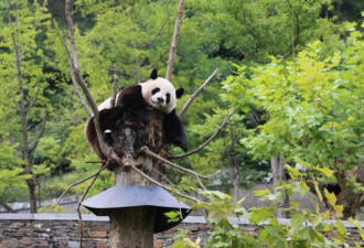 大熊猫国家公园获批 总面积达27134平方公里
