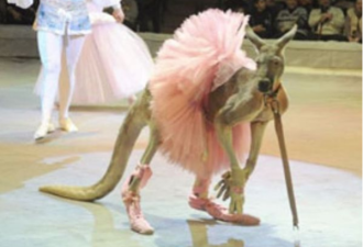 袋鼠跳芭蕾？澳洲人怒了！马戏团涉嫌虐待动物