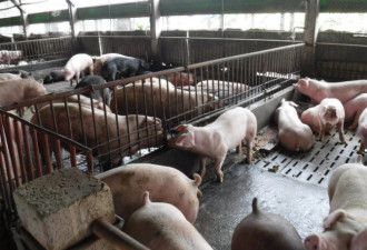 中国全面沦陷，海南已经爆发了非洲猪瘟疫情