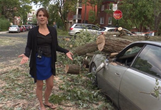 车被树砸了，车主要求市政府赔钱