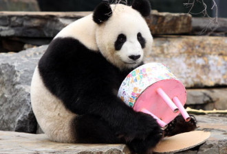 中共“熊猫外交”背后的真实目的