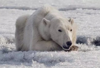 哪才是家？北极熊流浪700公里到达俄罗斯小镇