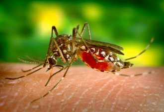 安省两地发现西尼罗病毒蚊