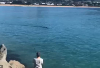 澳夫妇著名景点发现4米长鲨鱼！离他们仅几米远