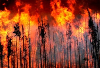 BC省今年的山火面积已超过历史最高纪录