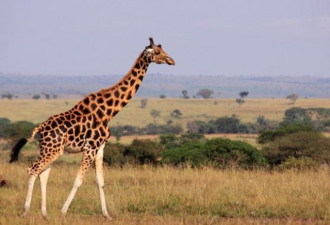 连长颈鹿都要列为濒危物种?约97000只存于野外