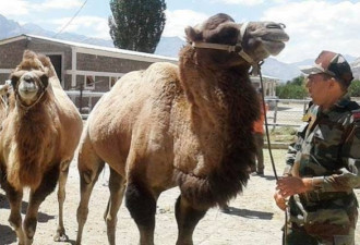 印媒称印军将骆驼部署到中印边境 运送武器弹药