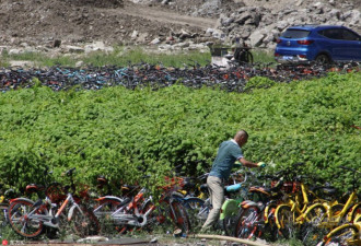 上海共享单车坟场清场 工人拔草取车