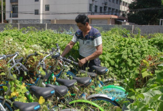 上海共享单车坟场清场 工人拔草取车