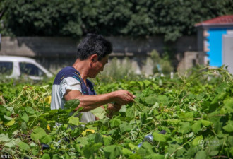 上海共享单车坟场清场 工人拔草取车