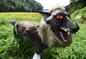 日本“怪兽狼”机器人守护庄稼 能发40种吼叫声